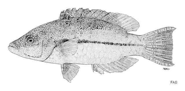 Слика од Oxycheilinus arenatus (Valenciennes 1840)