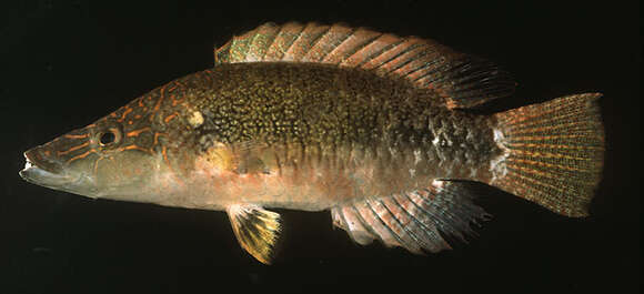 Image of Celebes wrasse