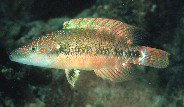 Image of Celebes wrasse