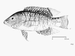 صورة Cheilinus chlorourus (Bloch 1791)