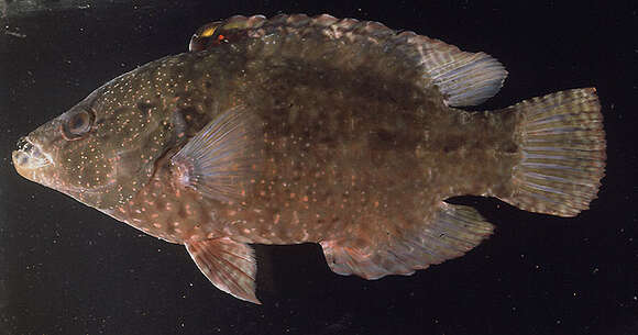 Image of Floral wrasse