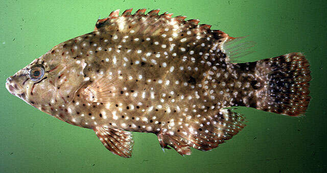 صورة Cheilinus chlorourus (Bloch 1791)