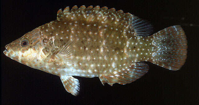 صورة Cheilinus chlorourus (Bloch 1791)