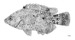 صورة Cheilinus chlorourus (Bloch 1791)