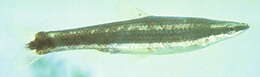 Слика од Pseudorasbora elongata Wu 1939