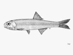 Image of False Indian anchovy