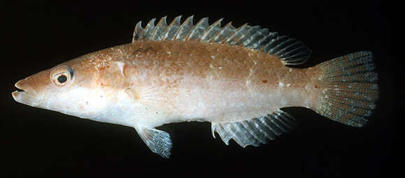 Image of Cheilinus orientalis