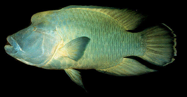 Image of Giant Wrasse