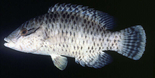 Image of Giant Wrasse