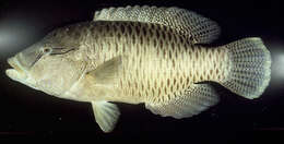 Image of Giant Wrasse