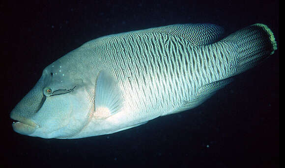 Image of Giant Wrasse