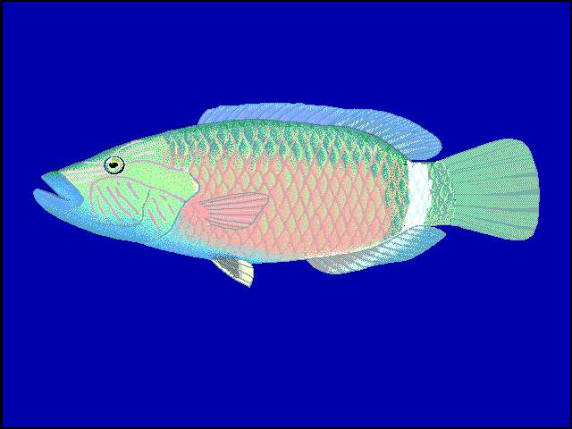 Image of Ringtail maori wrasse