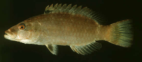 Image of Ringtail maori wrasse