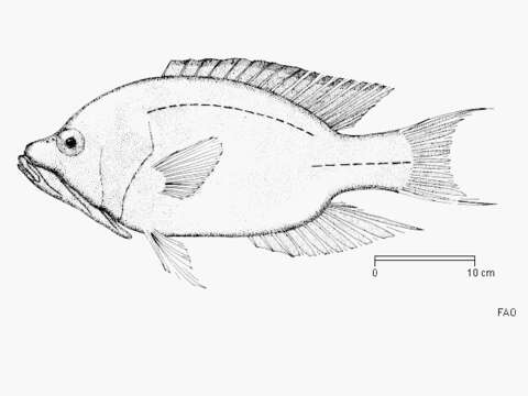 Image of Epibulus