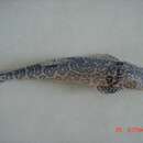 Image of Catfish-like loach