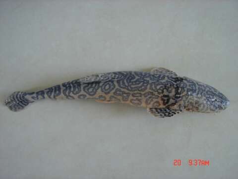 Image of Catfish-like loach