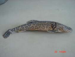 Image of Catfish-like loach