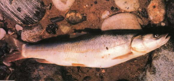 Aspiorhynchus resmi