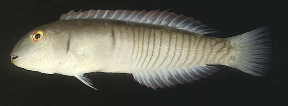 Image of Collared razorfish