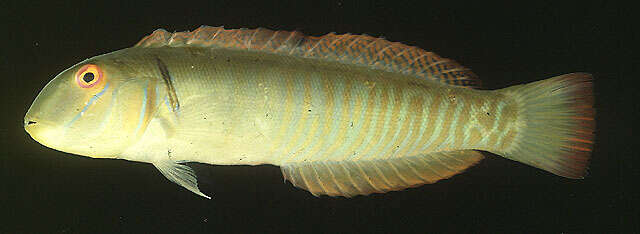 Image of Collared razorfish