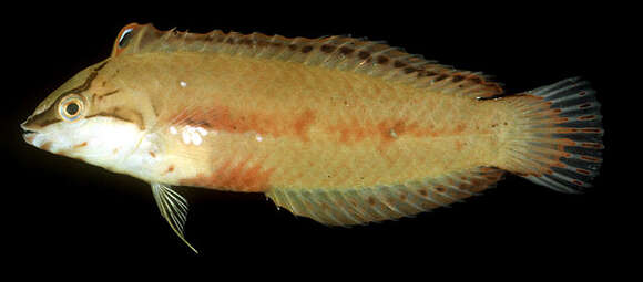 Image of Novaculoides
