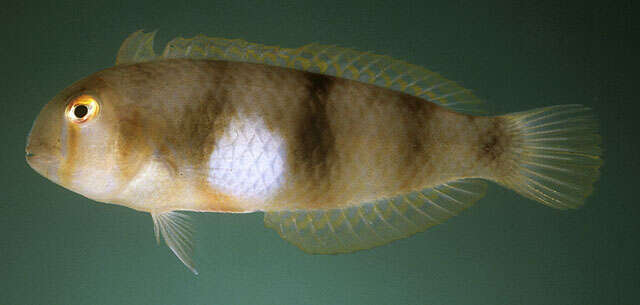 Image of Whitepatch razorfish