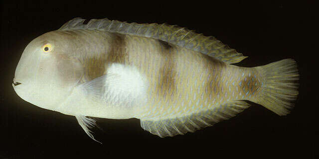 Image of Whitepatch razorfish