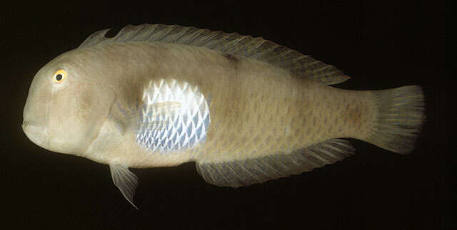 Image of Whitepatch razorfish