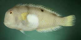 Image of Whitepatch razorfish