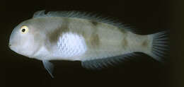 Image of Whitepatch razorfish