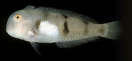 Image of Whitepatch razorfish