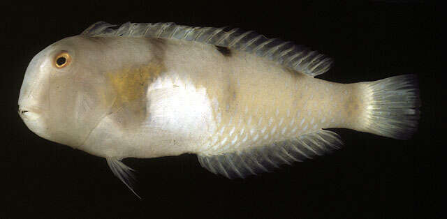 Image of Whitepatch razorfish