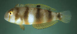 Image of Whitepatch razorfish