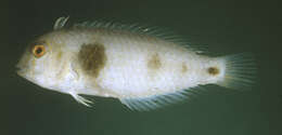 Image of Bronzespot razorfish