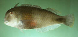 Image of Bronzespot razorfish