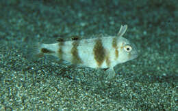 Image of Bronzespot razorfish