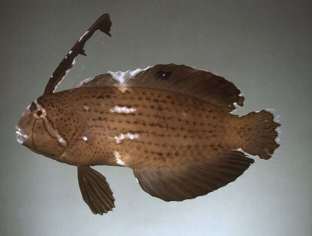 Image of Black-barred razorfish