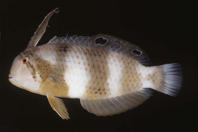 Image of Black-barred razorfish