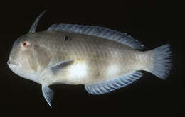 Image of Black-barred razorfish