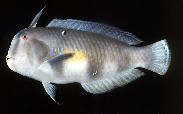 Image of Black-barred razorfish