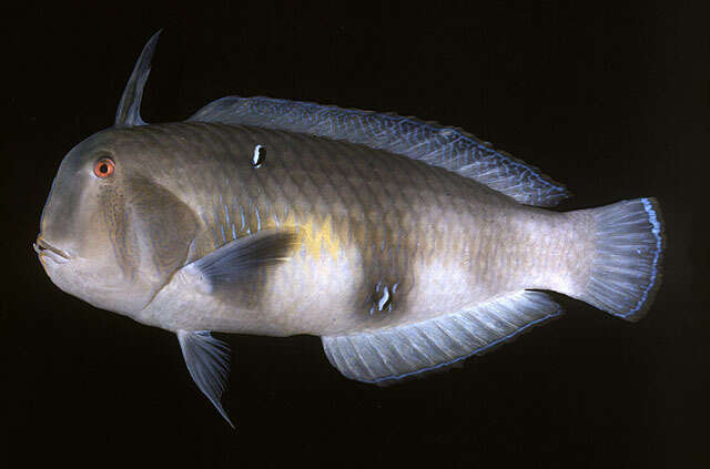 Image of Black-barred razorfish