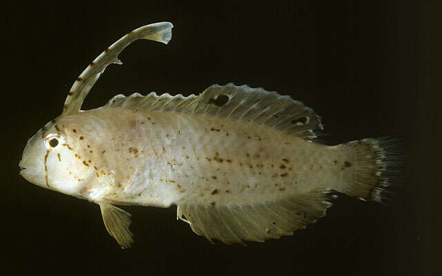 Image of Black-barred razorfish