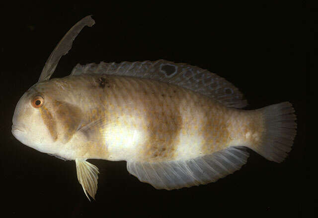 Image of Black-barred razorfish