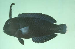 Image of Black-barred razorfish