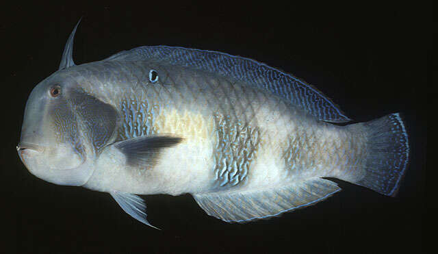 Image of Black-barred razorfish