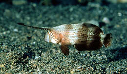 Image of Black-barred razorfish