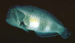 Image of Black-barred razorfish