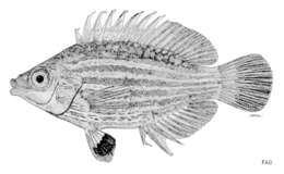 Image of Pseudocheilinops