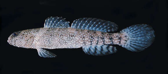 Image of Maude&#39;s shrimpgoby