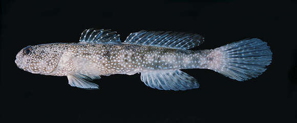 Image of Maude&#39;s shrimpgoby